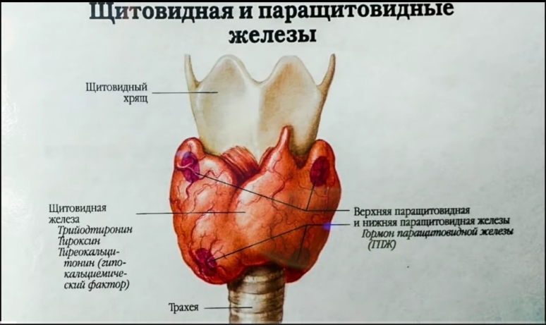 <span style="font-style: italic;">Щитовидная железа. Восстановление простыми методами. </span><br>