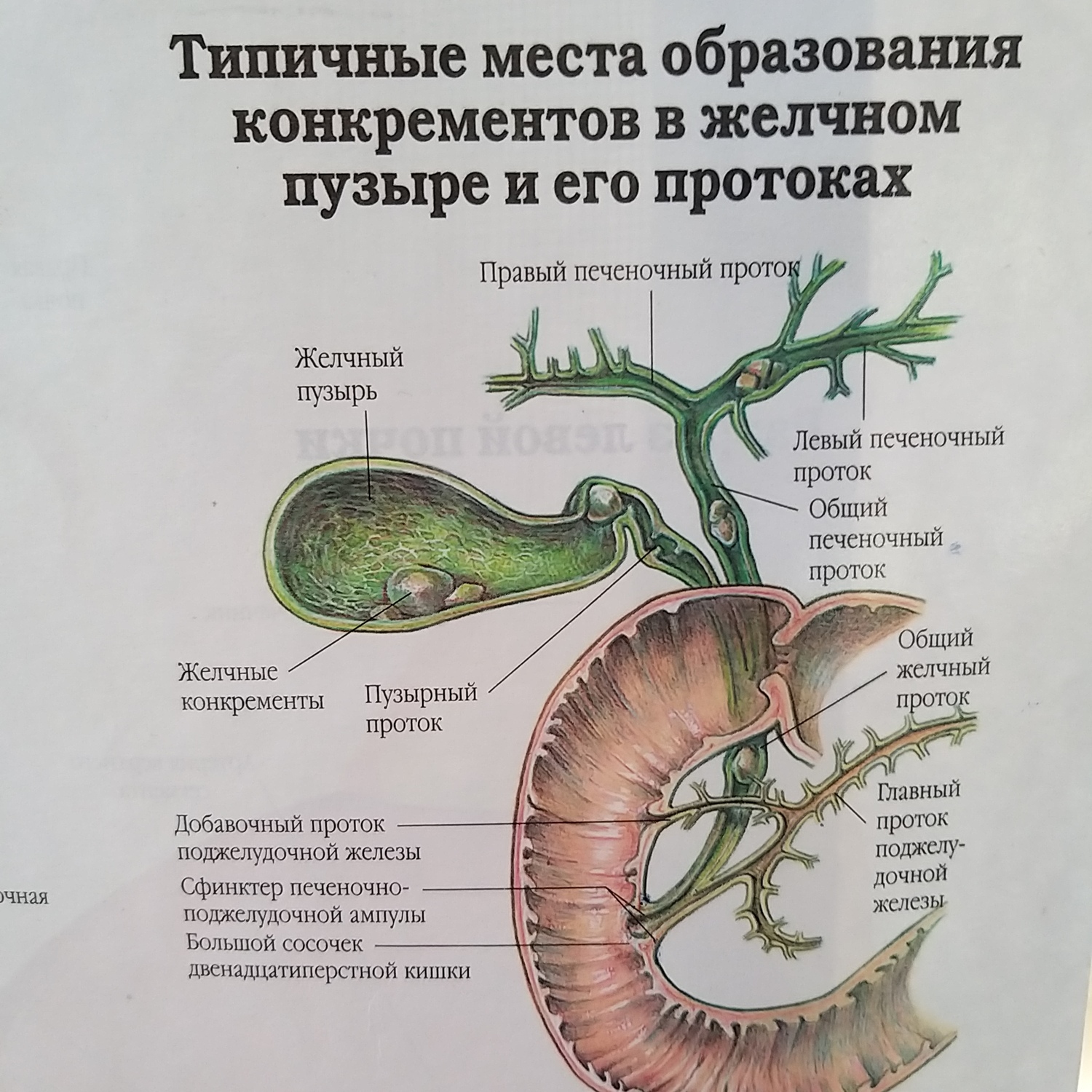  Очищение печени в домашних условиях